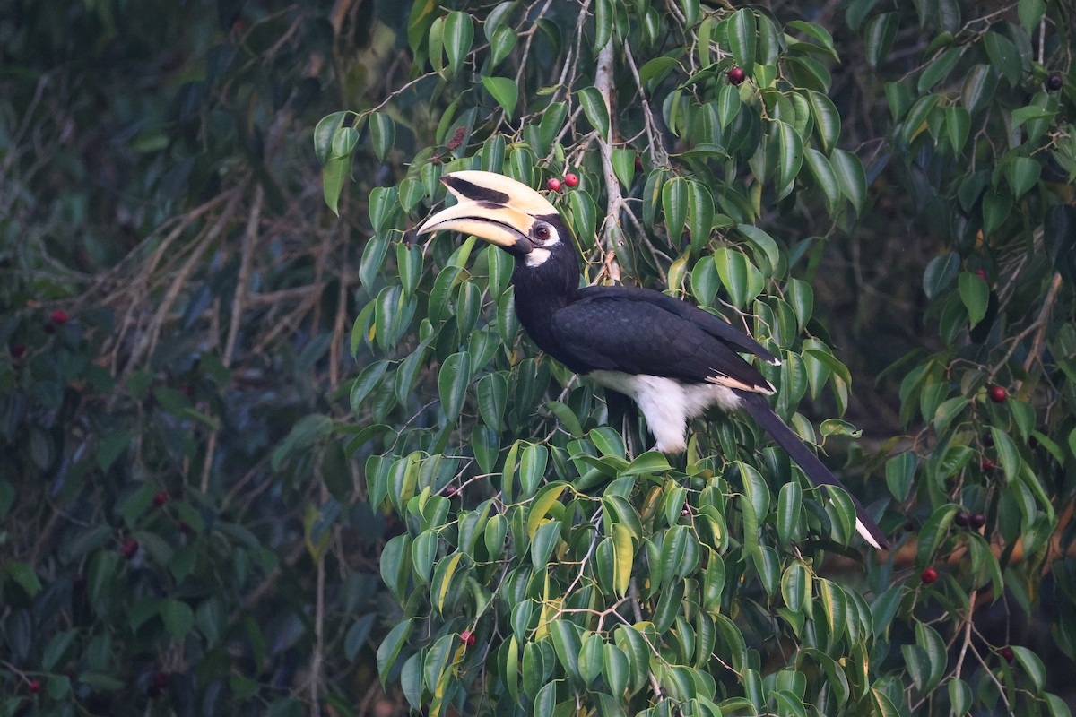 Oriental Pied-Hornbill - ML657957374