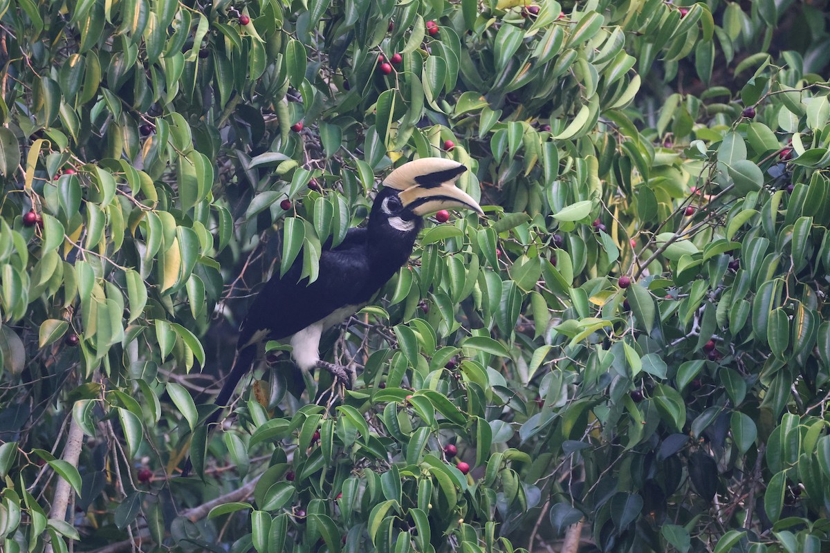 Oriental Pied-Hornbill - ML657957375