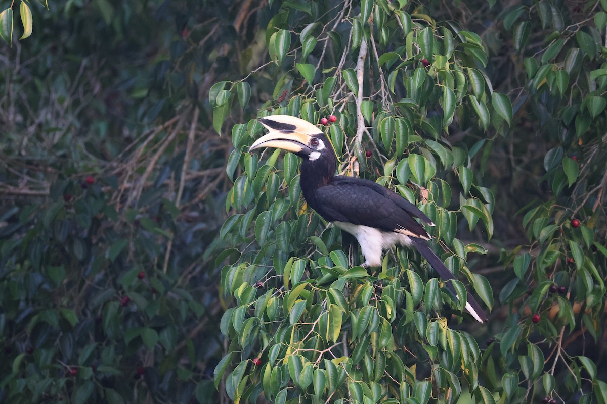 Oriental Pied-Hornbill - ML657957379