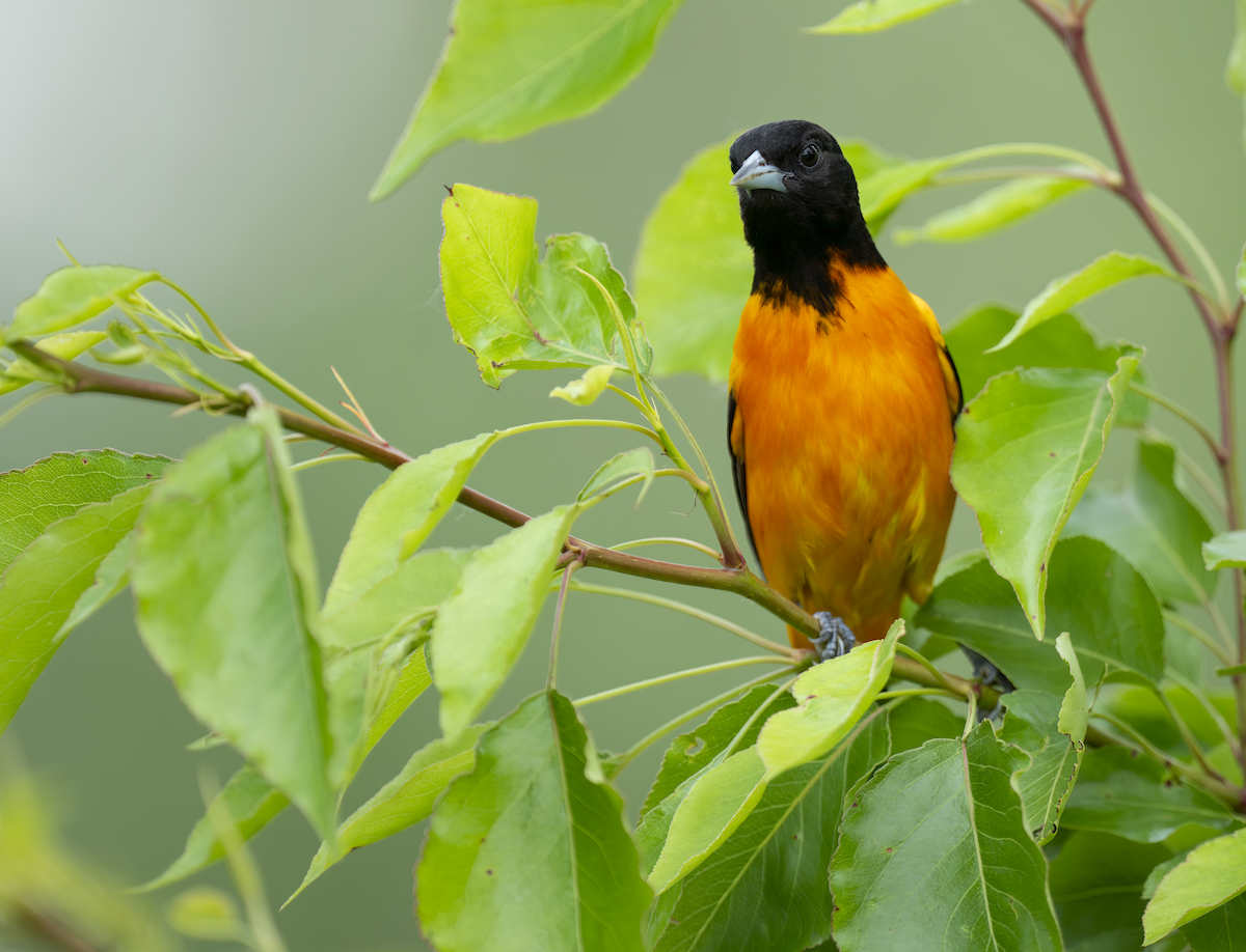 Baltimore Oriole - ML657957430