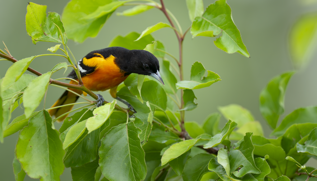 Baltimore Oriole - ML657957435
