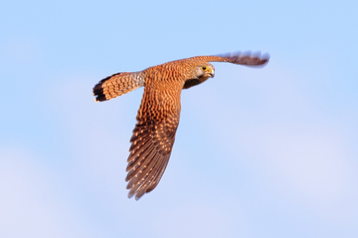 Eurasian Kestrel - ML657957441