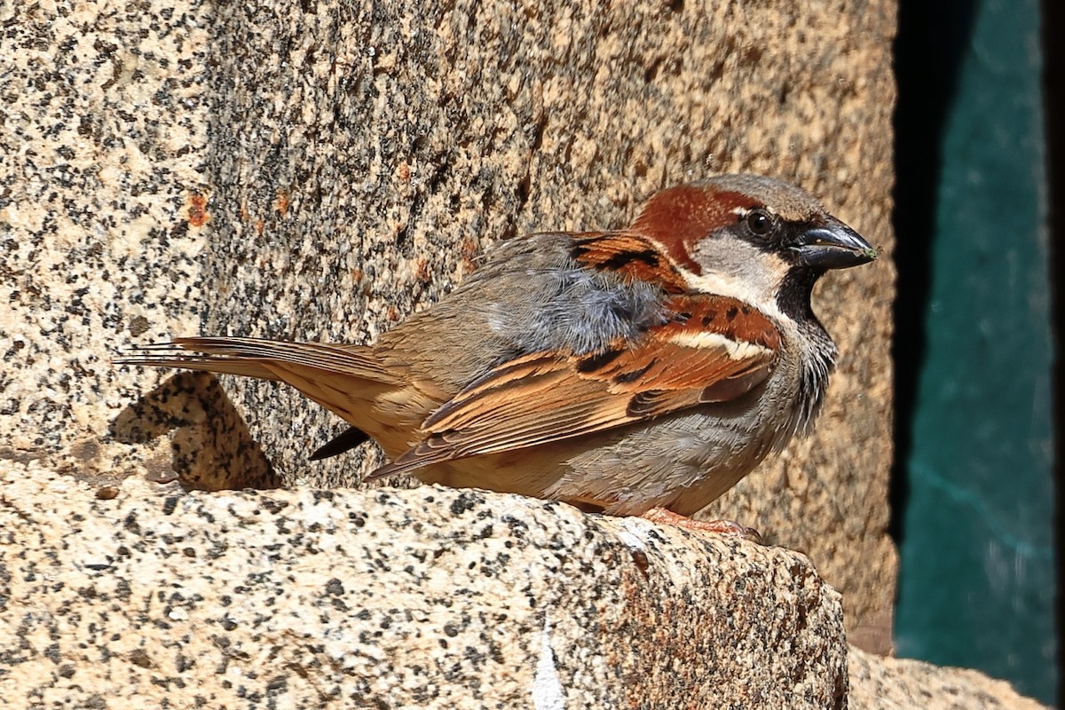 House Sparrow - ML657957442