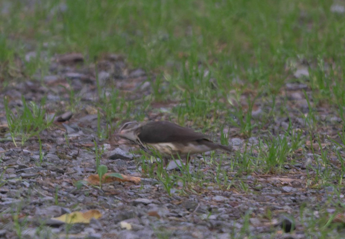 Northern Waterthrush - ML657957445
