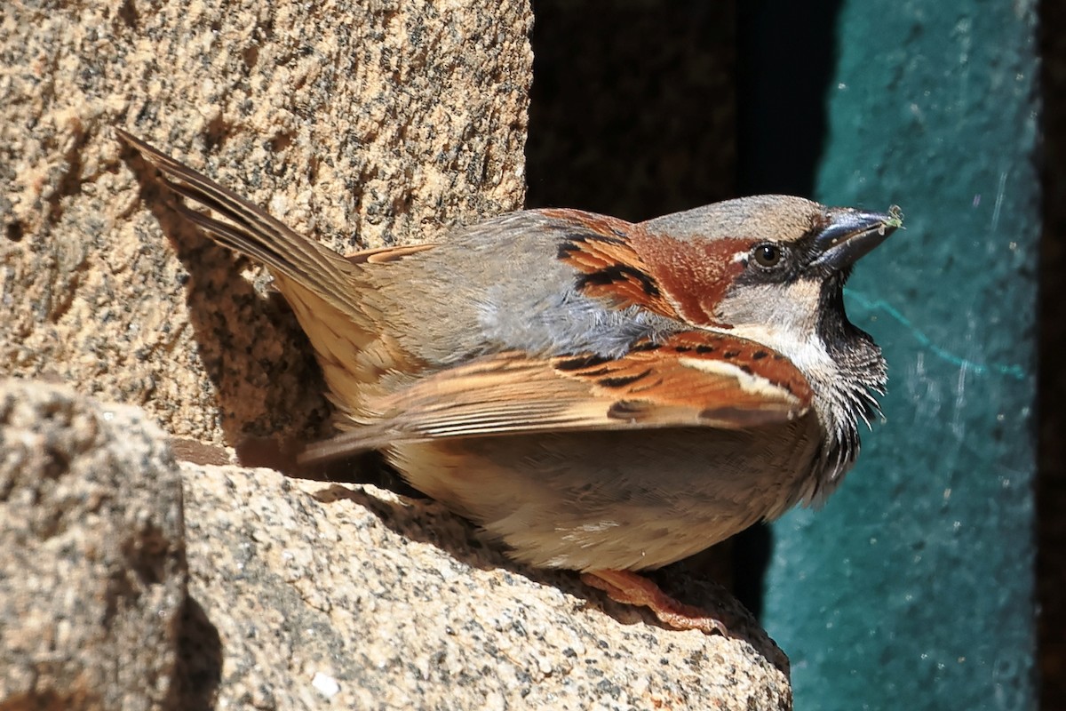 House Sparrow - ML657957447