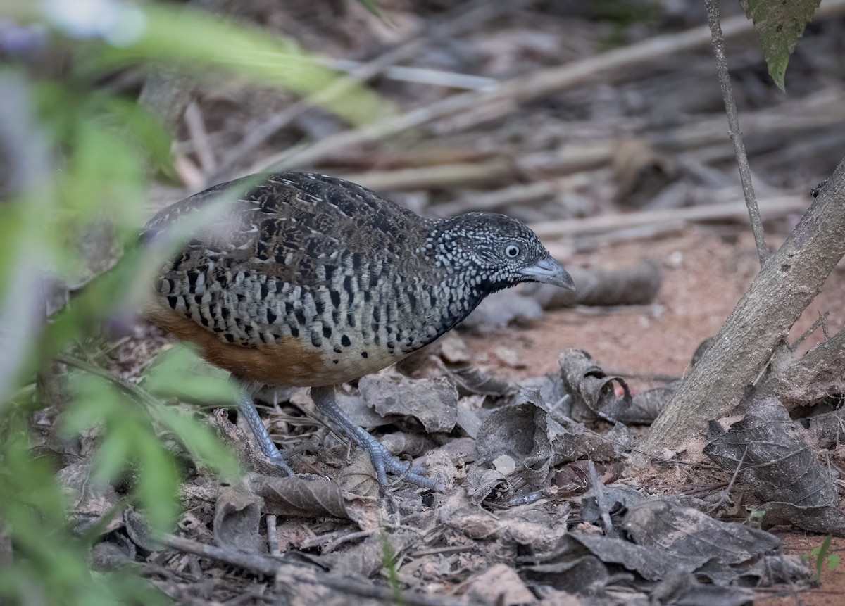 Barred Buttonquail - ML657957448