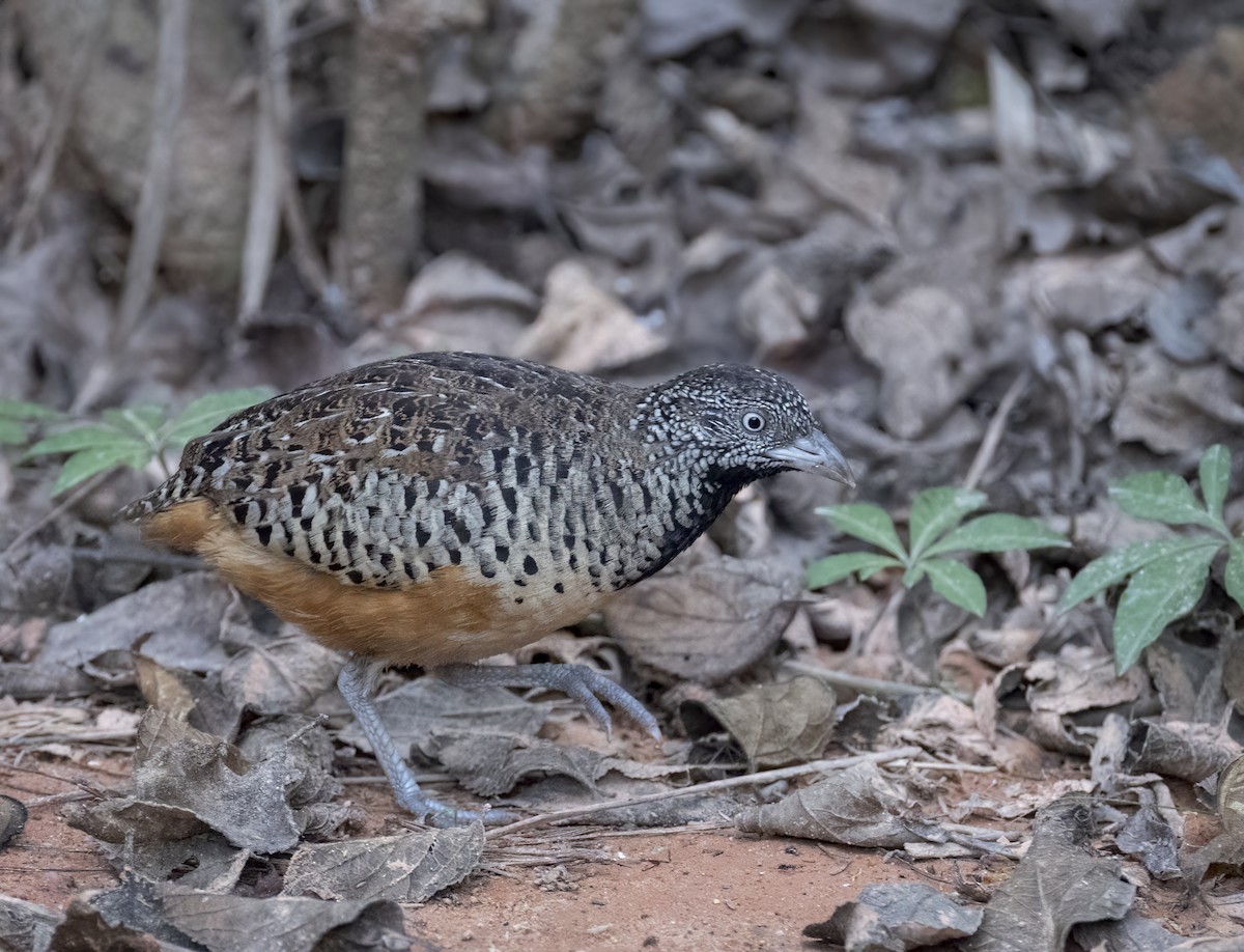 Barred Buttonquail - ML657957449