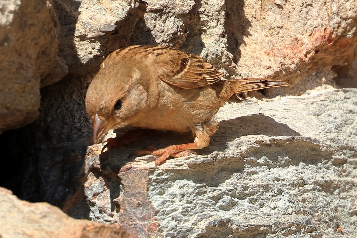 House Sparrow - ML657957450
