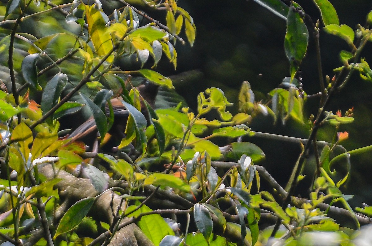Blue-winged Laughingthrush - ML657957451