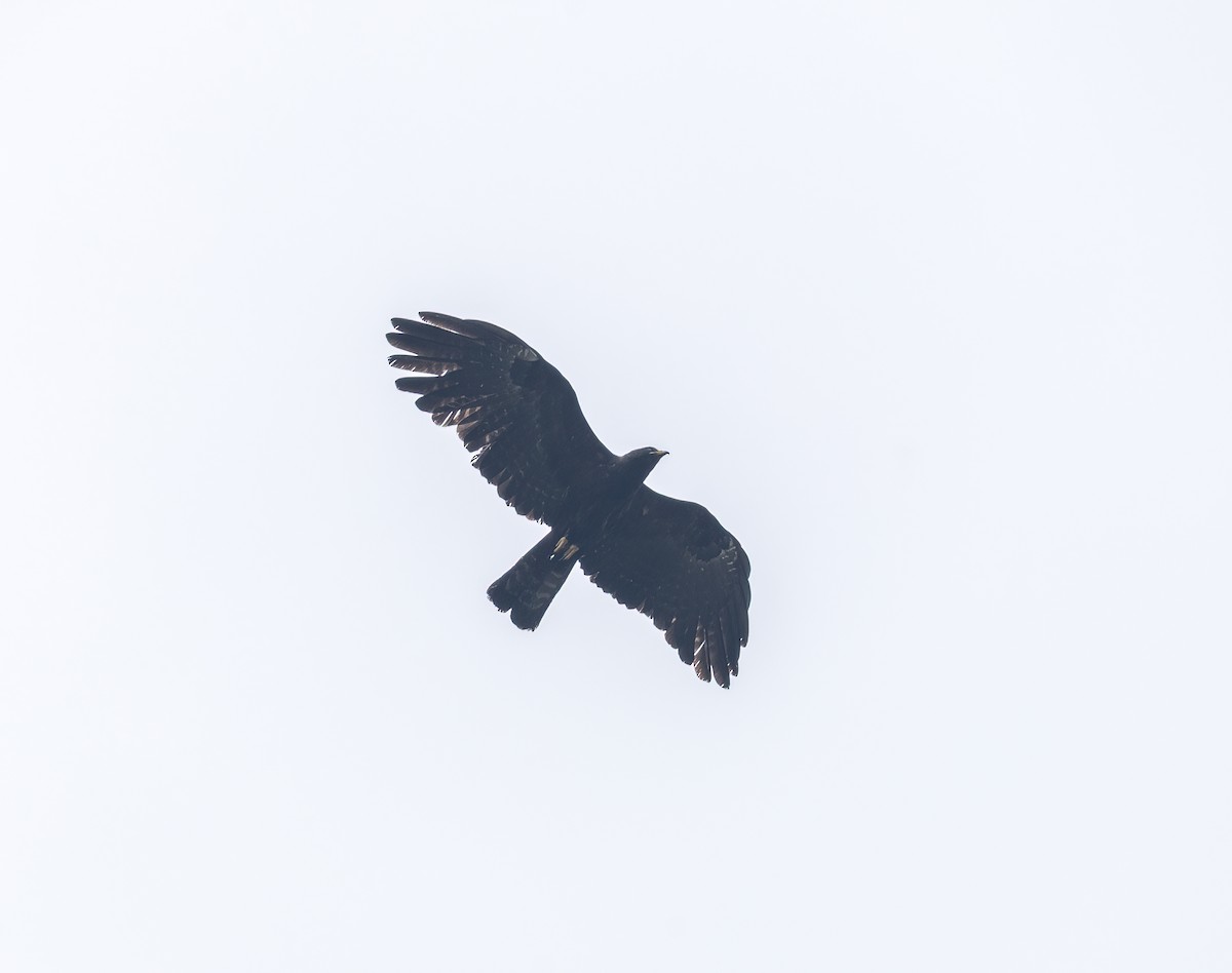 Black Eagle - ML657957452