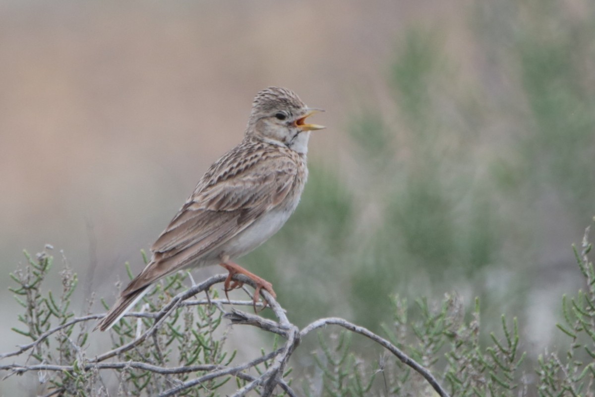 Greater Short-toed Lark - ML657957454