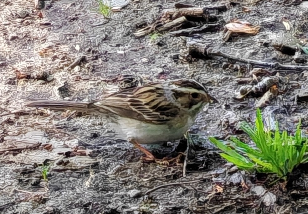 Clay-colored Sparrow - ML657957455