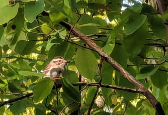 Clay-colored Sparrow - ML657957456