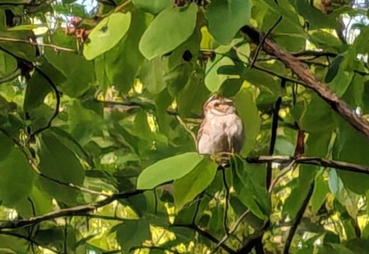 Clay-colored Sparrow - ML657957457