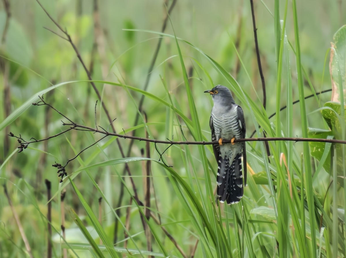 Himalayan Cuckoo - ML657957458