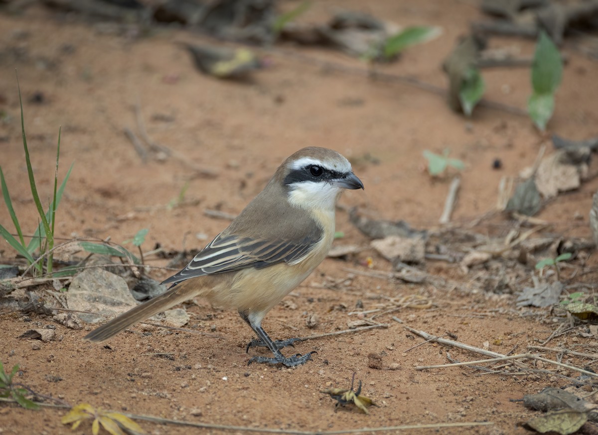 Brown Shrike - ML657957460