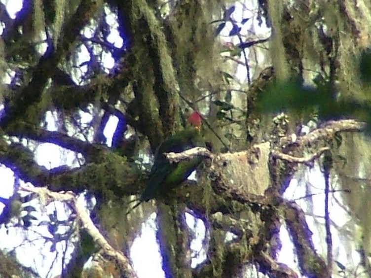Bannerman's Turaco - ML657957462