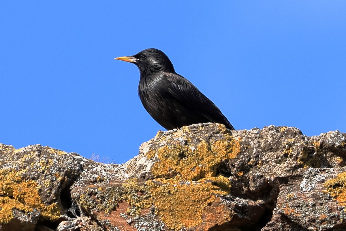 Spotless Starling - ML657957463