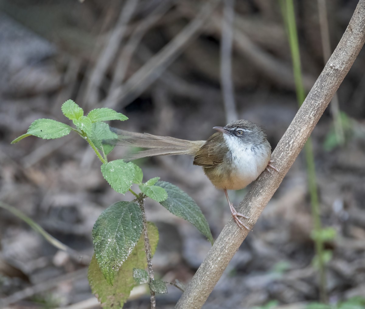 Hill Prinia - ML657957465