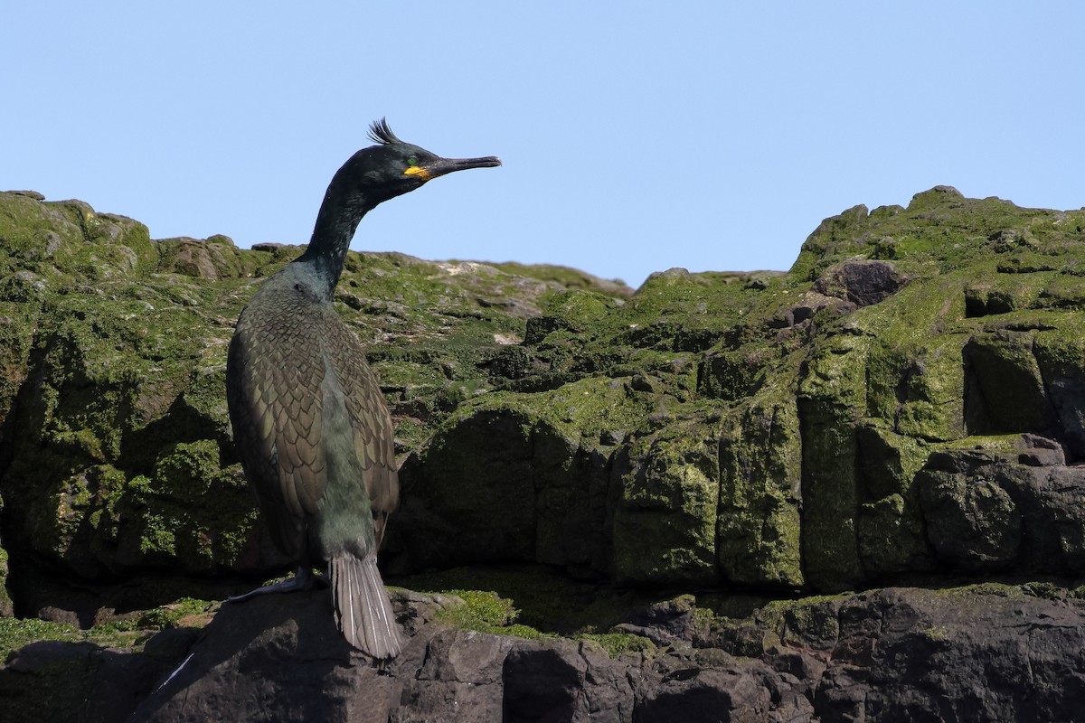 European Shag - ML657957467