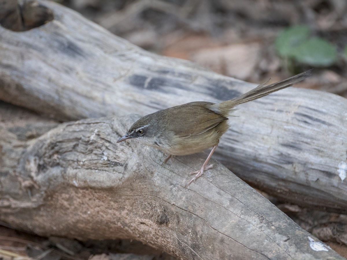 Hill Prinia - ML657957473
