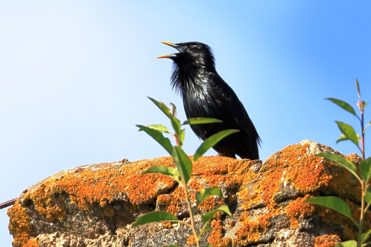 Spotless Starling - ML657957474