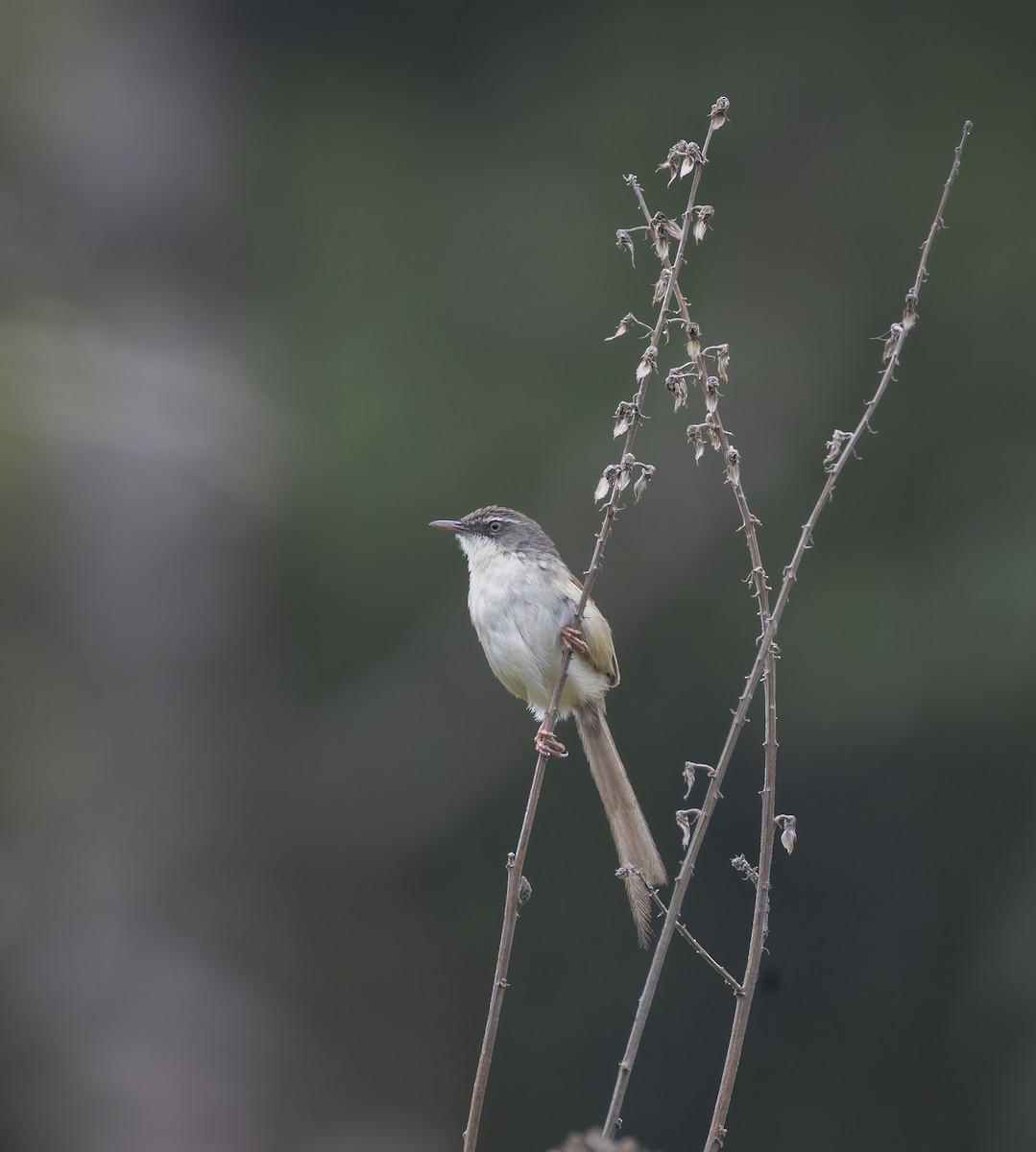 Hill Prinia - ML657957476