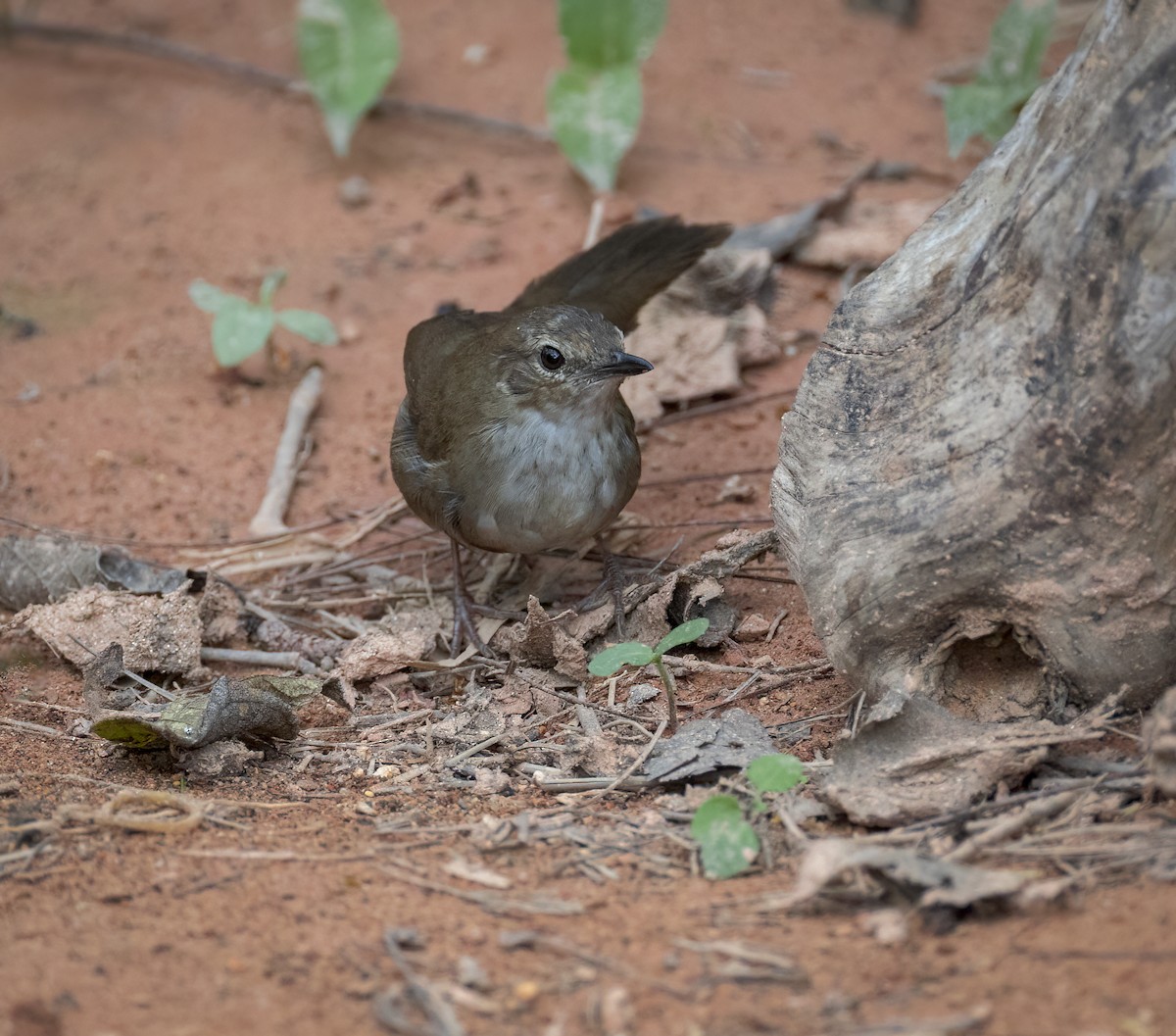 Dalat Bush Warbler - ML657957479