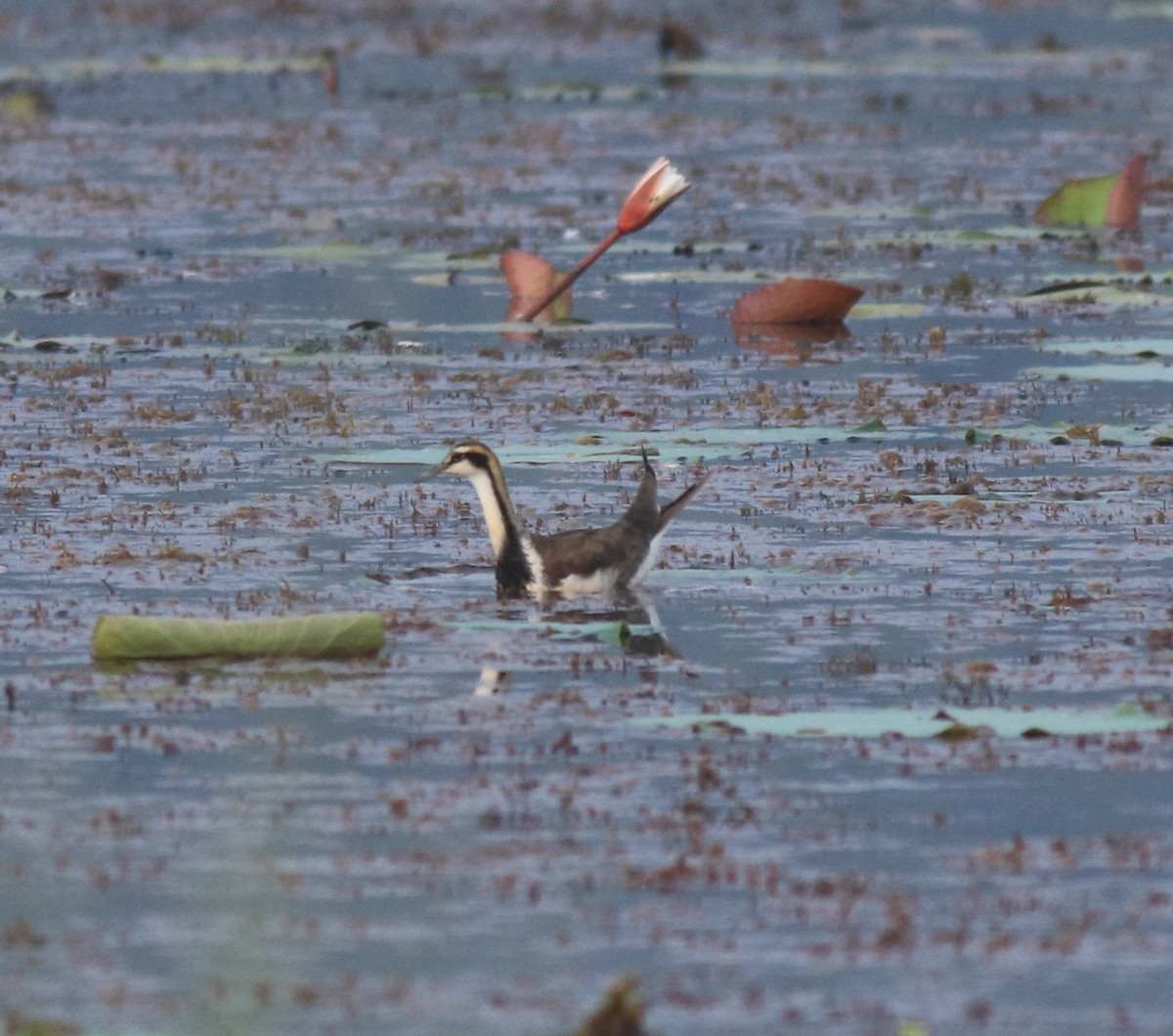 Pheasant-tailed Jacana - ML657957490