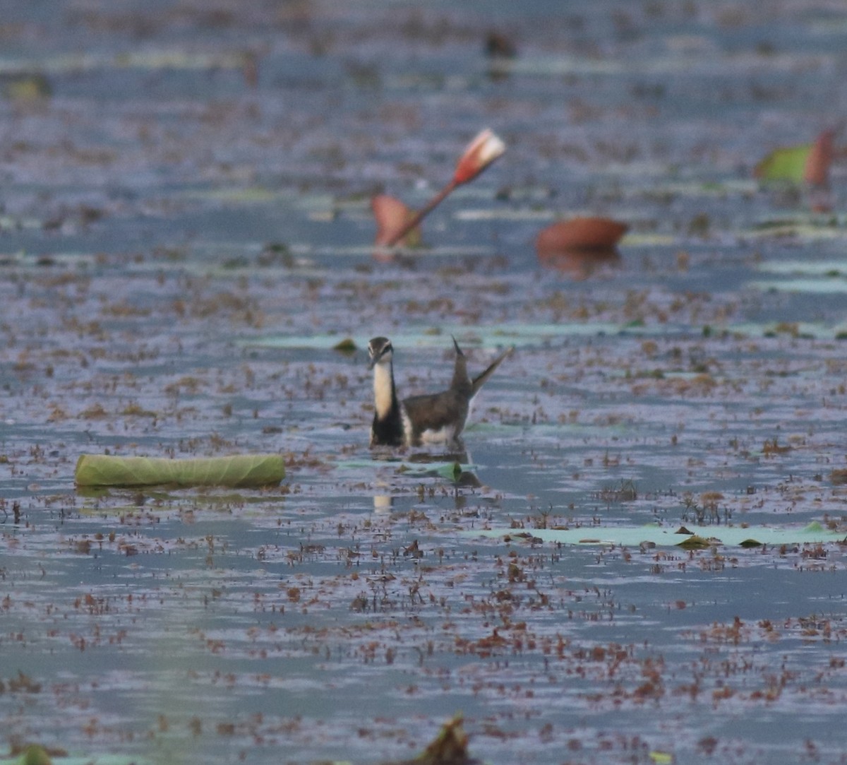 Pheasant-tailed Jacana - ML657957491