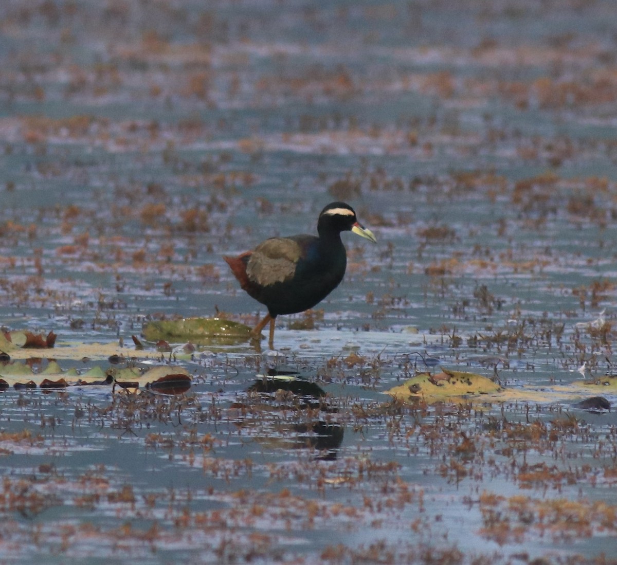 Bronze-winged Jacana - ML657957495