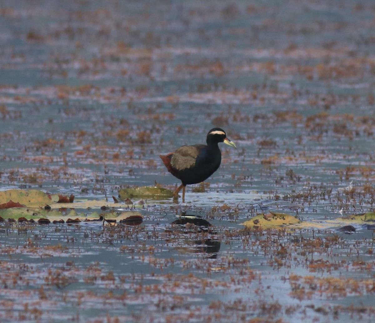 Bronze-winged Jacana - ML657957496