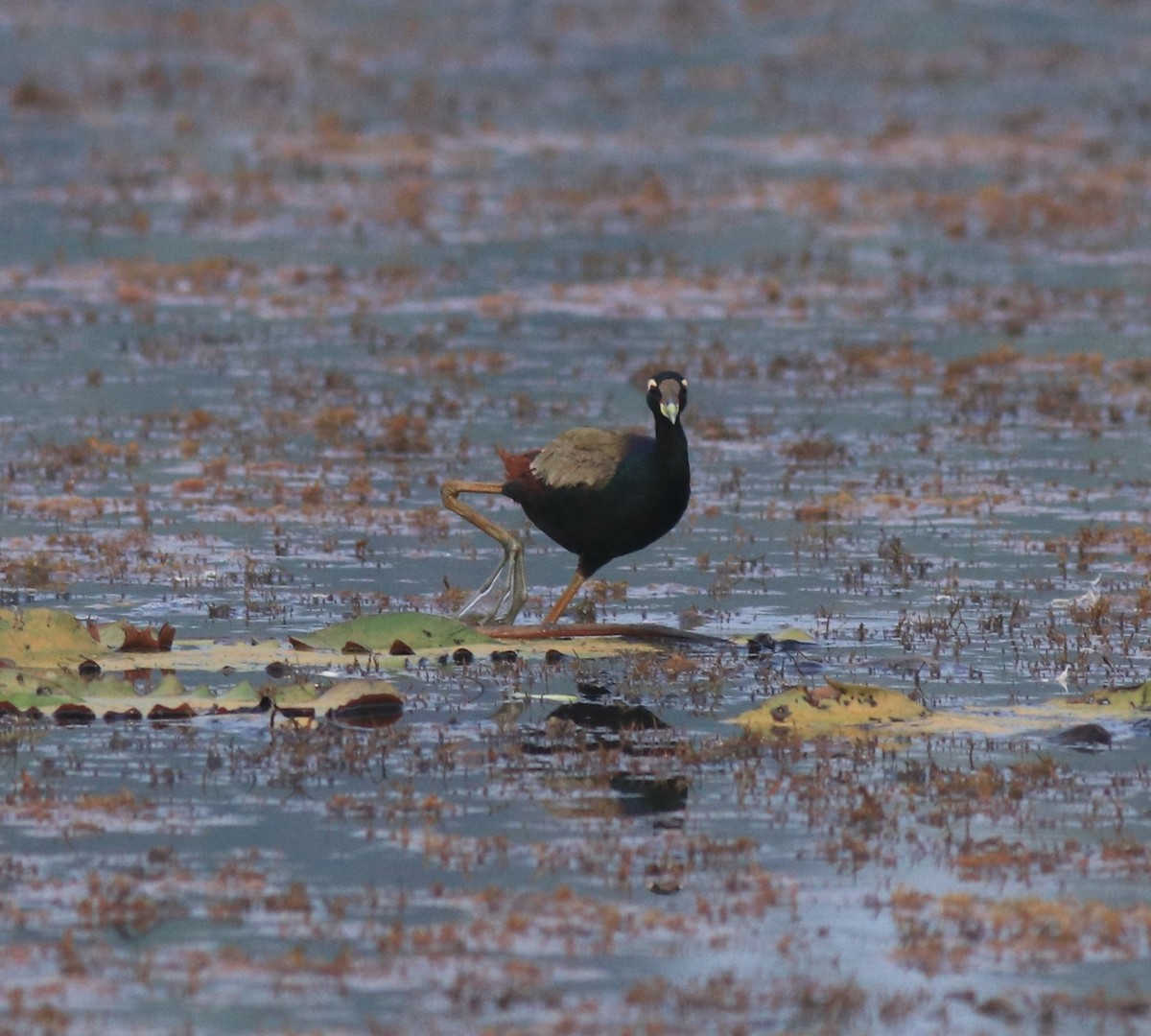 Bronze-winged Jacana - ML657957497