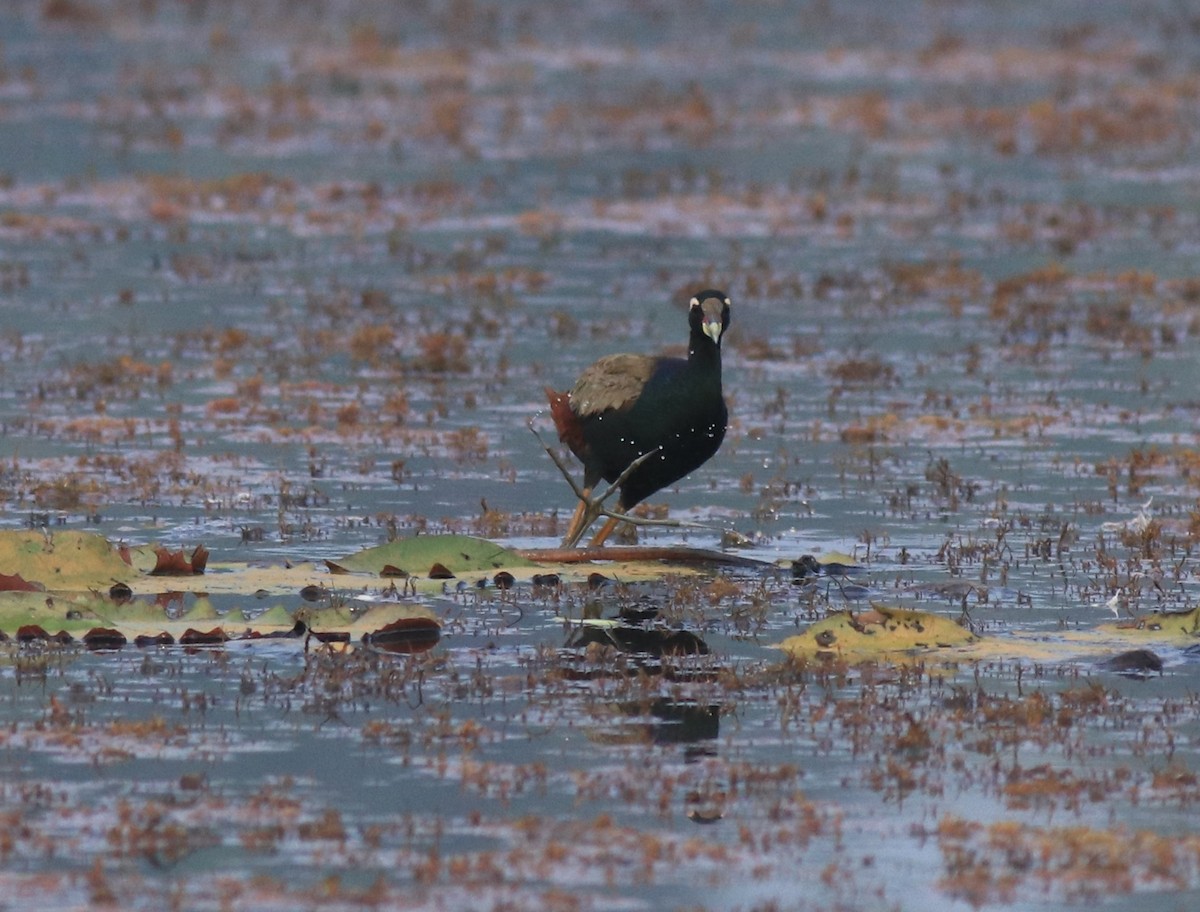 Bronze-winged Jacana - ML657957498