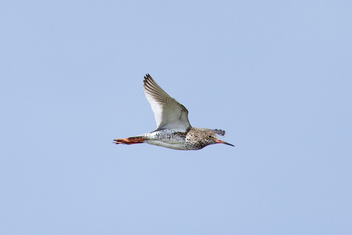 赤足鷸 - ML657957790