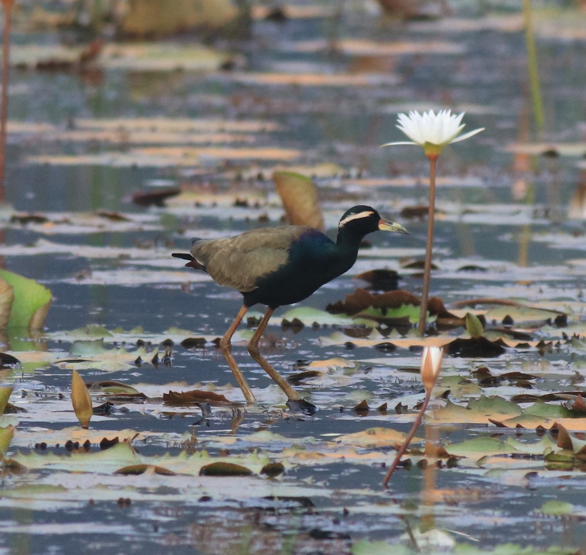 Bronze-winged Jacana - ML657957791