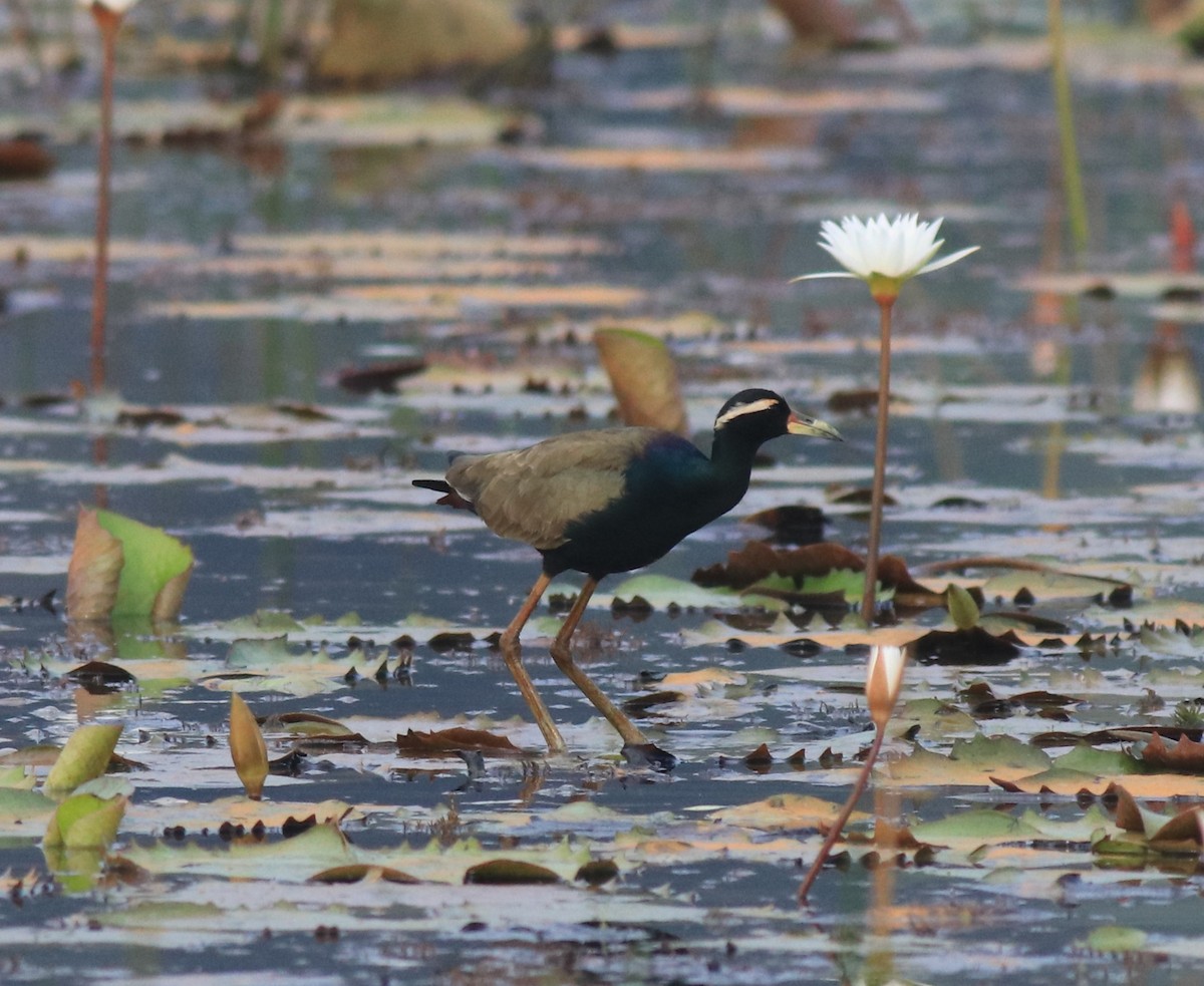 Bronze-winged Jacana - ML657957792