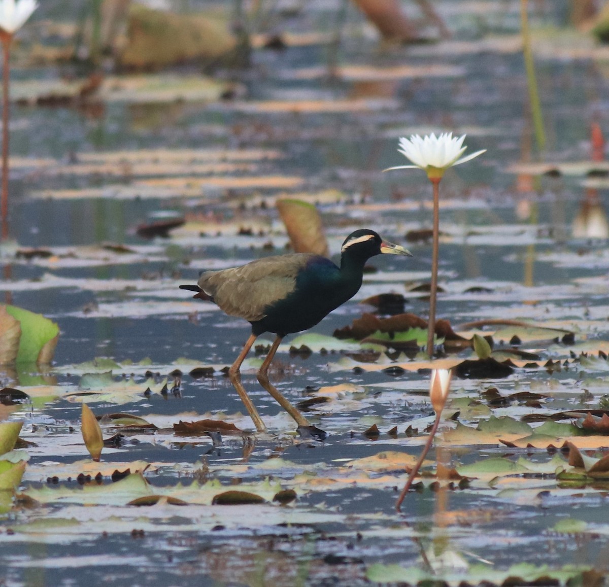 Bronze-winged Jacana - ML657957793