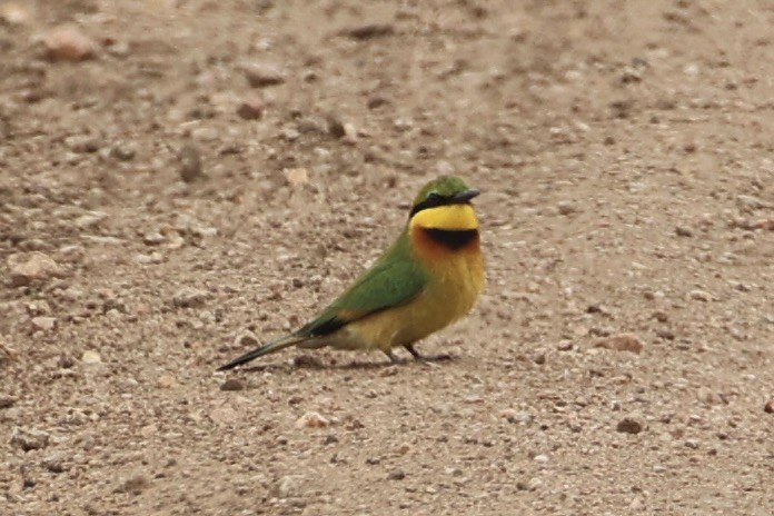 Little Bee-eater - ML657957800
