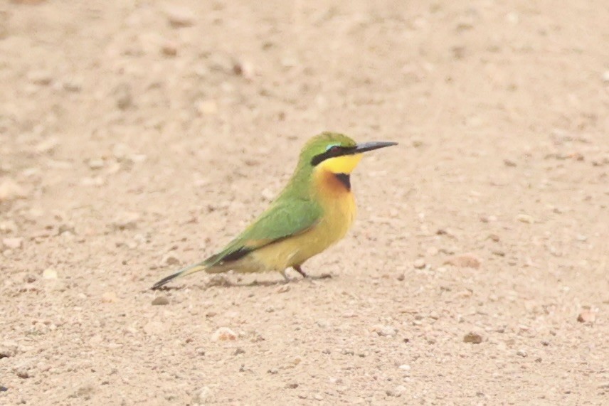 Little Bee-eater - ML657957801