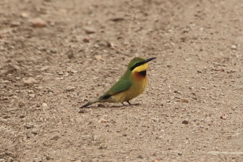 Little Bee-eater - ML657957802