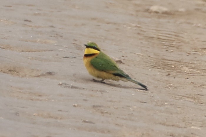 Little Bee-eater - ML657957803