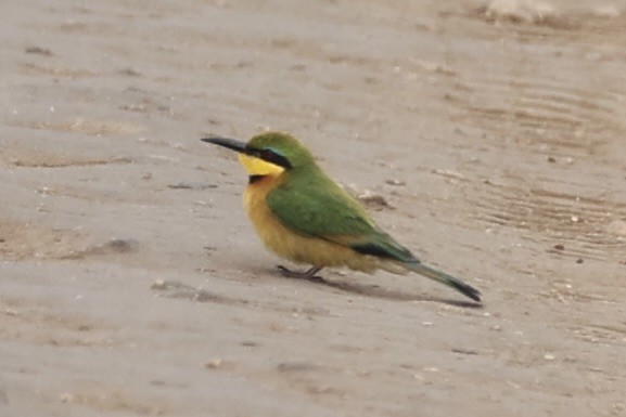 Little Bee-eater - ML657957804