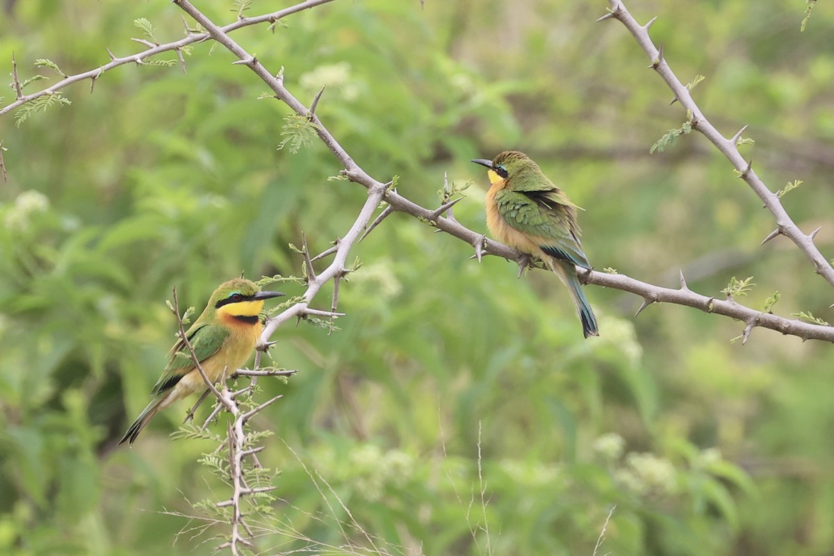 Little Bee-eater - ML657957805