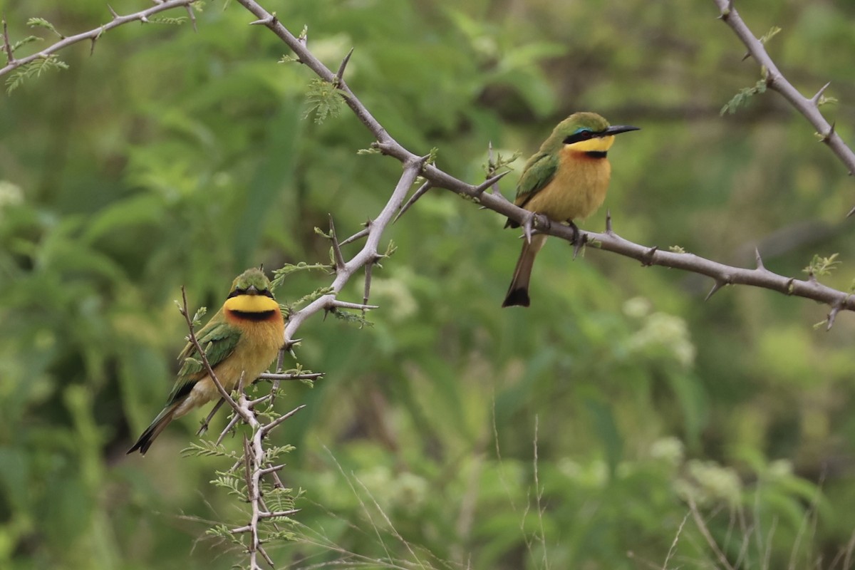 Little Bee-eater - ML657957806