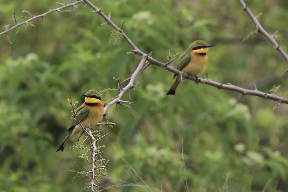 Little Bee-eater - ML657957807