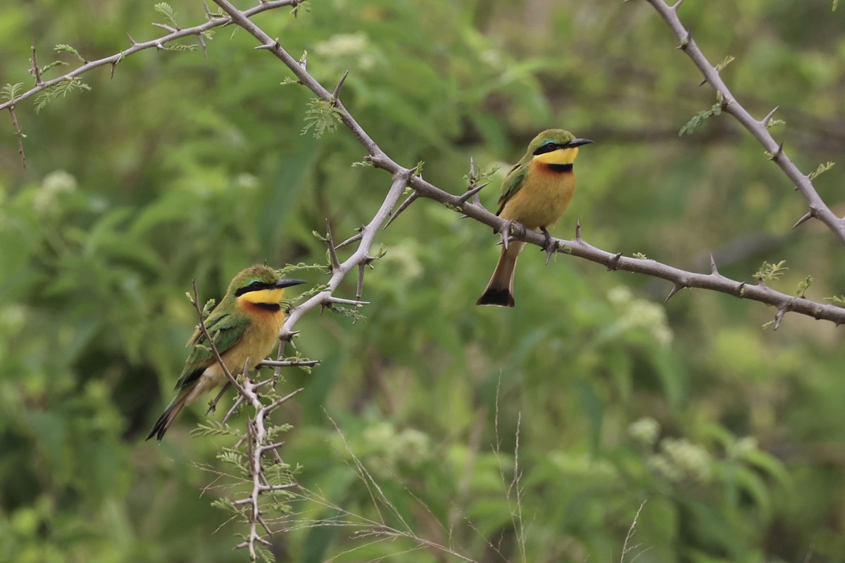 Little Bee-eater - ML657957808