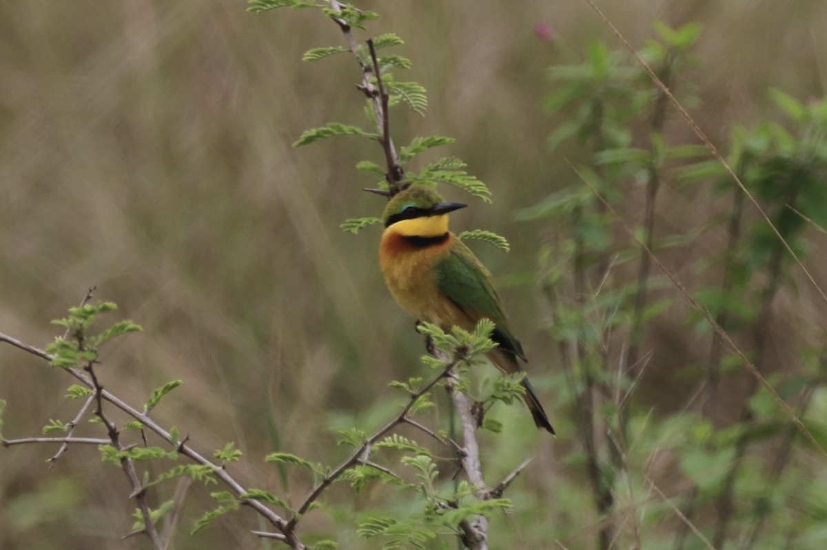 Little Bee-eater - ML657957809