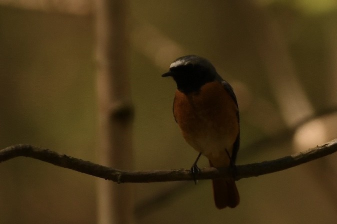Common Redstart - ML657957817
