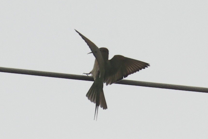 Olive Bee-eater - ML657957821